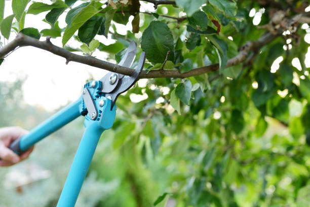 Best Tree Care Services  in Barton, NM